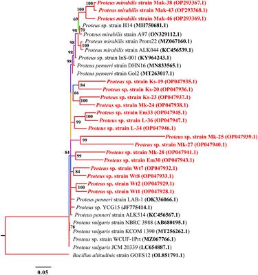 Prevalence and antimicrobial resistance profile of bacterial foodborne pathogens in Nile tilapia fish (Oreochromis niloticus) at points of retail sale in Nairobi, Kenya